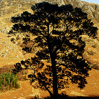 Buy canvas prints of A gorgeous pine tree and Ben Nevis by Colin Woods