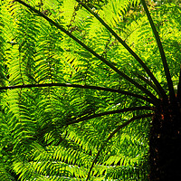 Buy canvas prints of Tree Fern in Glowing Sunlight by Colin Woods
