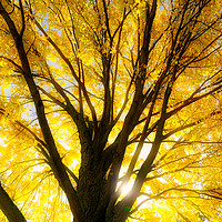 Buy canvas prints of Autumn leaves glowing in the sun by Colin Woods