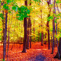 Buy canvas prints of A Path in a wood in Quebec by Colin Woods