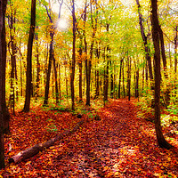 Buy canvas prints of A Path in a wood in Quebec by Colin Woods