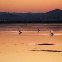 Buy canvas prints of Herons wading at sunset by Colin Woods