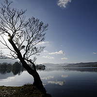 Buy canvas prints of Trees by Ullswater in the Lake District by Colin Woods