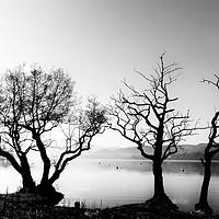 Buy canvas prints of Trees by Ullswater in the Lake District by Colin Woods