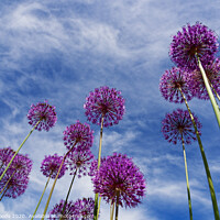Buy canvas prints of Alium flowers by Colin Woods