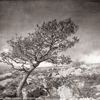 Buy canvas prints of A tree on Dartmoor in SW England by Colin Woods
