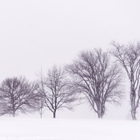 Buy canvas prints of Winter trees on the Plains of Abraham by Colin Woods