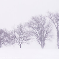 Buy canvas prints of Trees silhouetted in a blizzard on the Plains of Abraham by Colin Woods