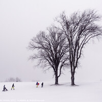 Buy canvas prints of People sledging on the Plains of Abraham by Colin Woods