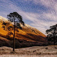 Buy canvas prints of Scots Pines in Glen Nevis, Scotland by Colin Woods