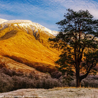 Buy canvas prints of Scots Pine in Glen Nevis, Scotland by Colin Woods