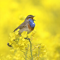 Buy canvas prints of White-Spotted Bluethroat Calling by Arterra 