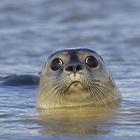 Buy canvas prints of Curious Harbour Seal by Arterra 