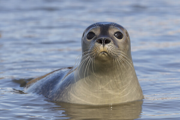 Common Seal on the Beach Picture Board by Arterra 