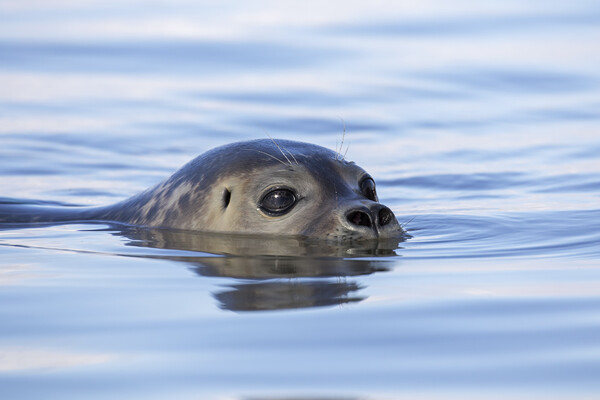 Swimming Harbor Seal Picture Board by Arterra 