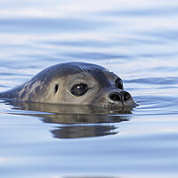 Buy canvas prints of Swimming Harbor Seal by Arterra 