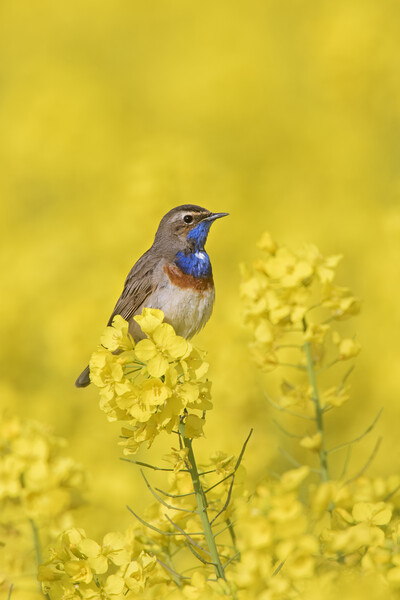 White-Spotted Bluethroat in Spring Picture Board by Arterra 