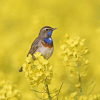 Buy canvas prints of White-Spotted Bluethroat in Spring by Arterra 