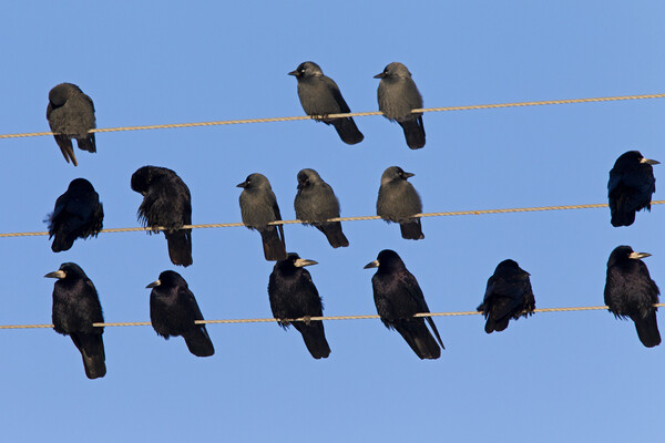 Rooks and Jackdaws on Telephone Wires Picture Board by Arterra 