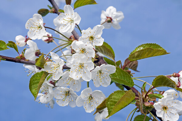 Sweet Cherry Tree Flowering in Spring Picture Board by Arterra 