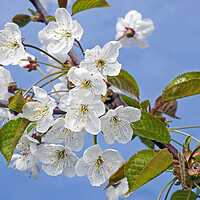 Buy canvas prints of Sweet Cherry Tree Flowering in Spring by Arterra 