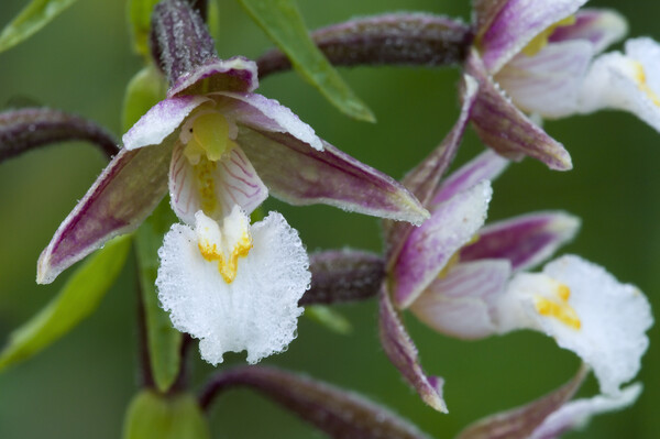 Marsh Helleborine Orchids Picture Board by Arterra 