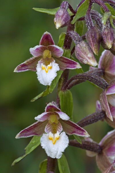 Marsh Helleborine Orchid Picture Board by Arterra 