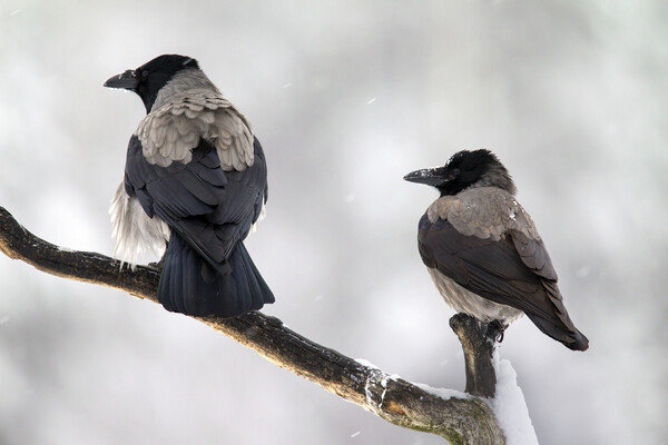 Hooded Crow Pair in the Snow Picture Board by Arterra 