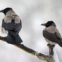 Buy canvas prints of Hooded Crow Pair in the Snow by Arterra 