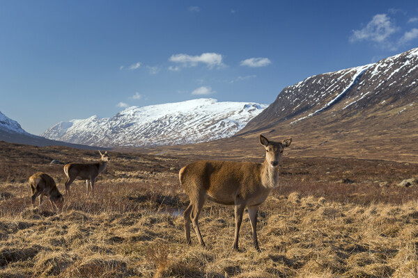 Red Deer Hinds in Scotland Picture Board by Arterra 