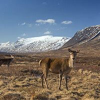 Buy canvas prints of Red Deer Hinds in Scotland by Arterra 