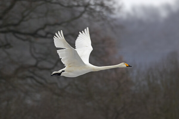 Whooper Swan in Flight Picture Board by Arterra 