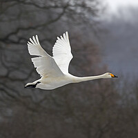 Buy canvas prints of Whooper Swan in Flight by Arterra 