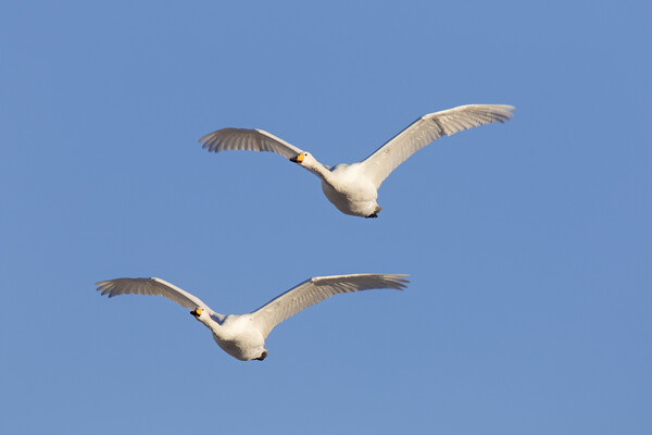 Two Whooper Swans in Flight Picture Board by Arterra 