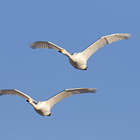Buy canvas prints of Two Whooper Swans in Flight by Arterra 