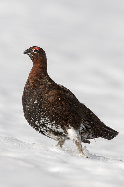 Red Grouse in the Snow Picture Board by Arterra 