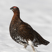 Buy canvas prints of Red Grouse in the Snow by Arterra 