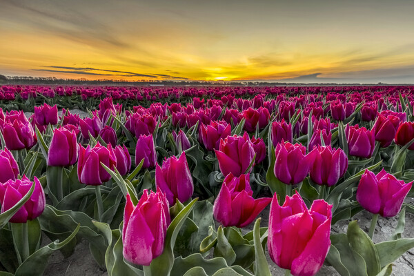 Dutch Tulip Field at Dawn Picture Board by Arterra 