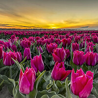 Buy canvas prints of Dutch Tulip Field at Dawn by Arterra 