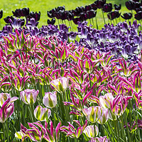 Buy canvas prints of Colourful Tulips in Springtime by Arterra 