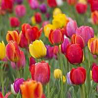 Buy canvas prints of Colorful Dutch Tulips in Spring by Arterra 