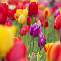 Buy canvas prints of Colorful Tulips in Flower Garden in Spring by Arterra 
