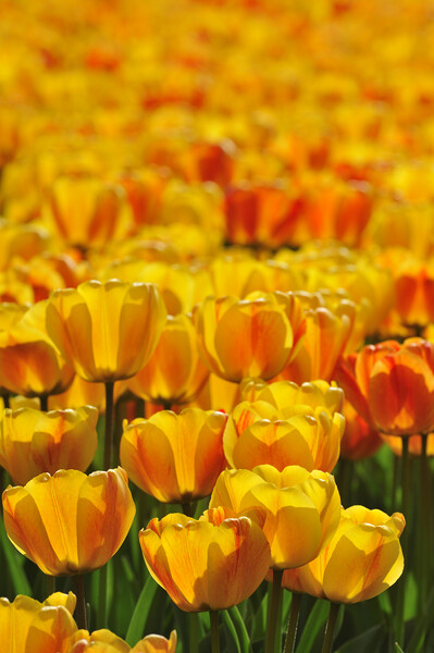 Dutch Orange Tulips Picture Board by Arterra 