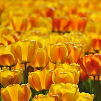 Buy canvas prints of Dutch Orange Tulips by Arterra 