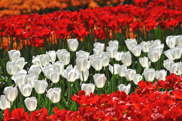 Red and White Tulips in Spring Picture Board by Arterra 