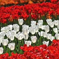 Buy canvas prints of Red and White Tulips in Spring by Arterra 