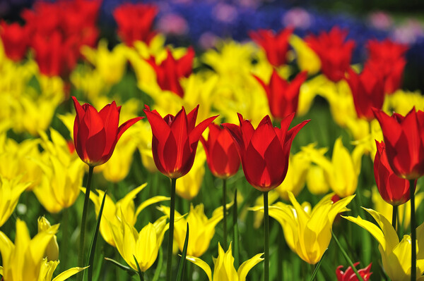 Red and Yellow Tulips in Spring Picture Board by Arterra 