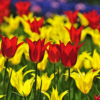 Buy canvas prints of Red and Yellow Tulips in Spring by Arterra 