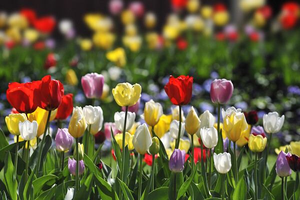 Colourful Tulips in Holland Picture Board by Arterra 