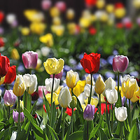 Buy canvas prints of Colourful Tulips in Holland by Arterra 